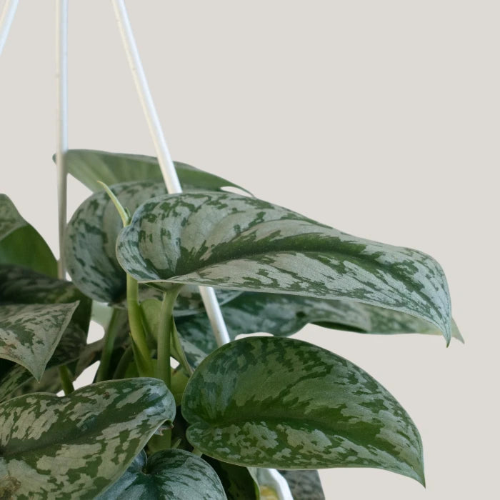 Epipremnum Trebie