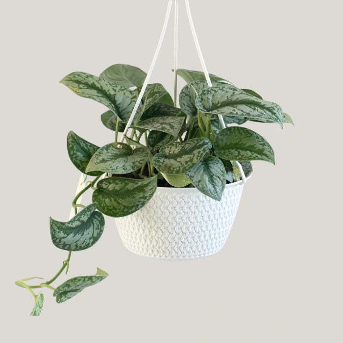 Epipremnum Trebie