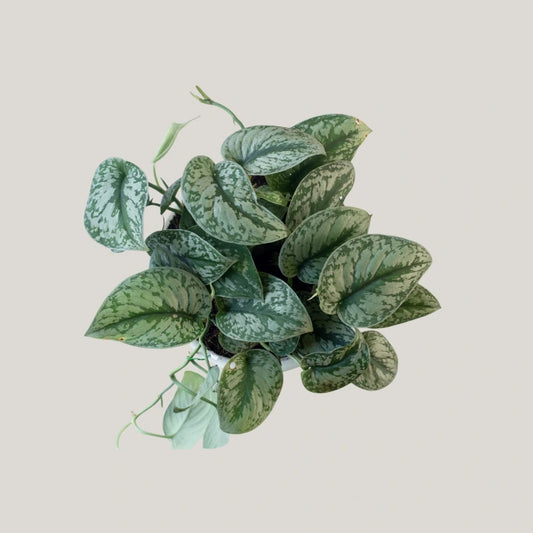 Epipremnum Trebie