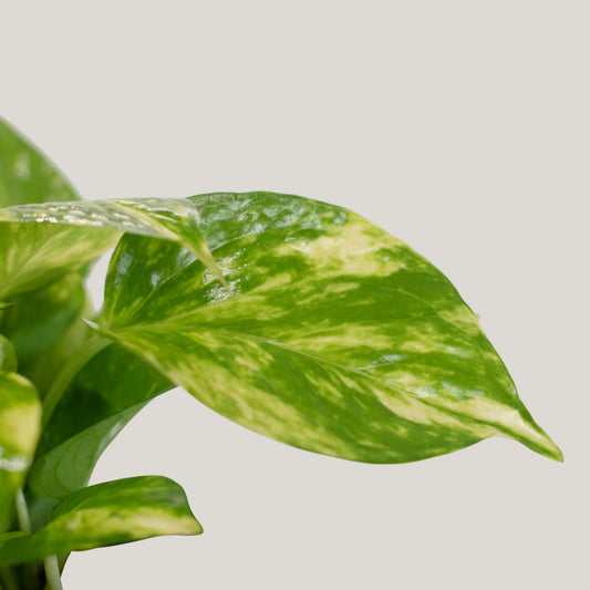 Epipremnum aureum (Golden Pothos)
