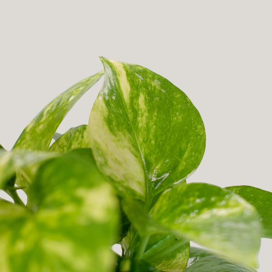 Epipremnum aureum (Golden Pothos)