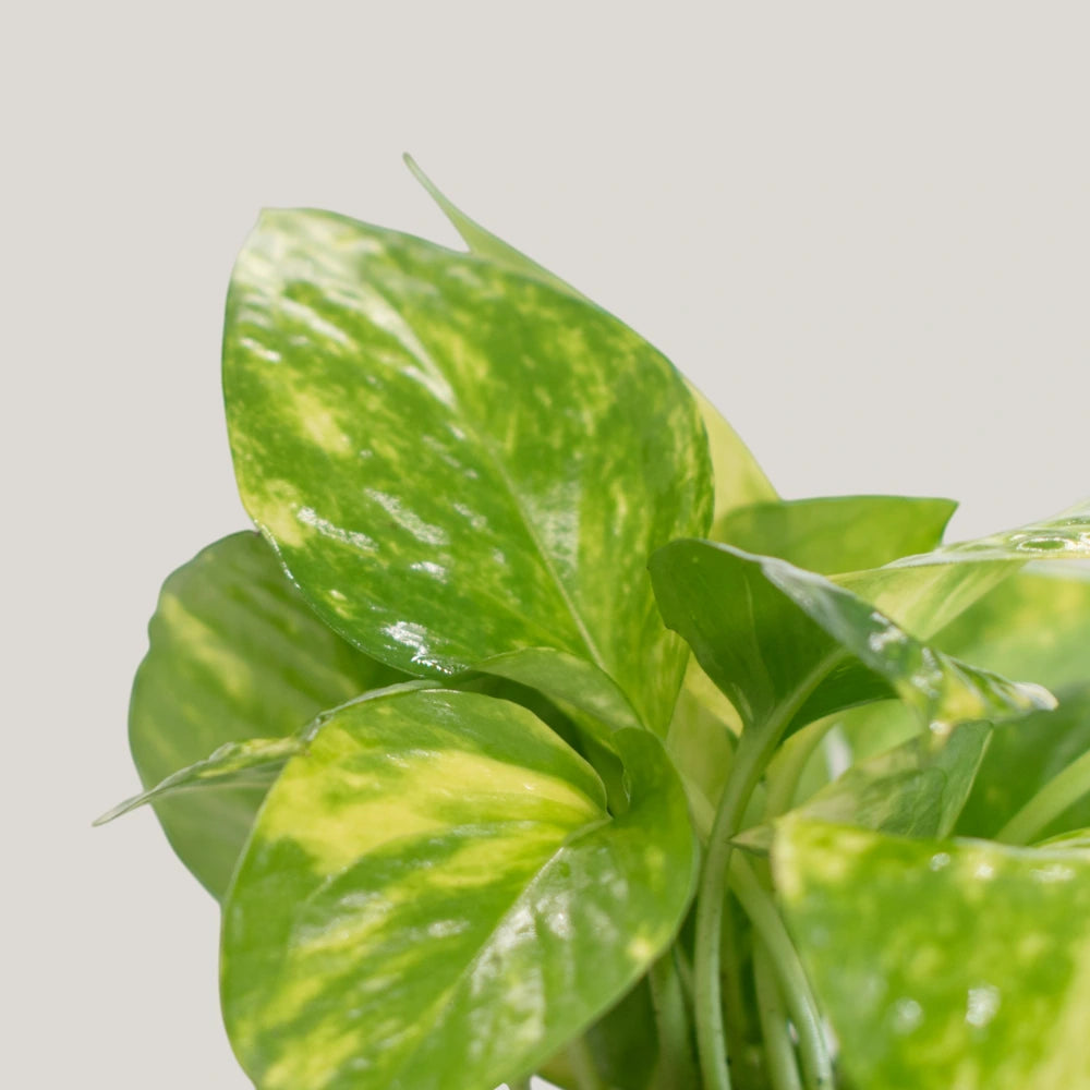 Epipremnum aureum (Golden Pothos)