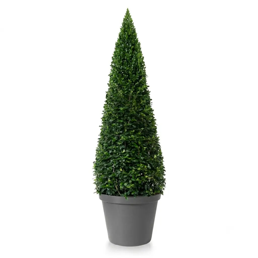 Green Cone