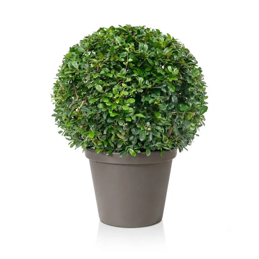 Green Sphere