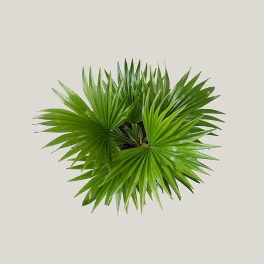 Livistona Rotundifolia