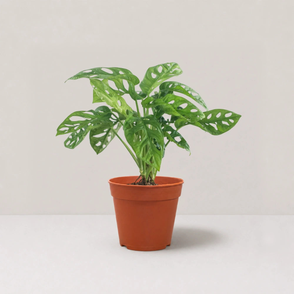 Monstera adansonii / Swiss Cheese Plant (Clump)