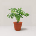 Monstera adansonii / Swiss Cheese Plant (Clump)