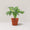 Monstera adansonii / Swiss Cheese Plant (Clump)