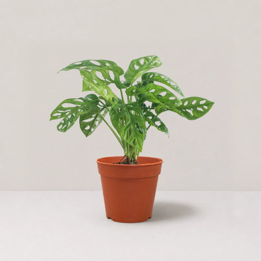 Monstera adansonii / Swiss Cheese Plant (Clump)