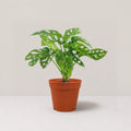 Monstera adansonii / Swiss Cheese Plant (Clump)