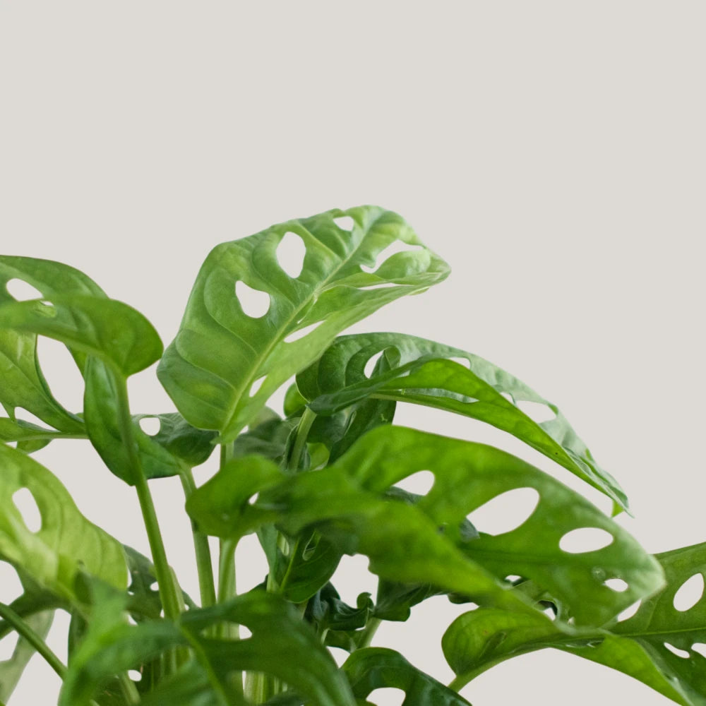Monstera adansonii / Swiss Cheese Plant (Clump)