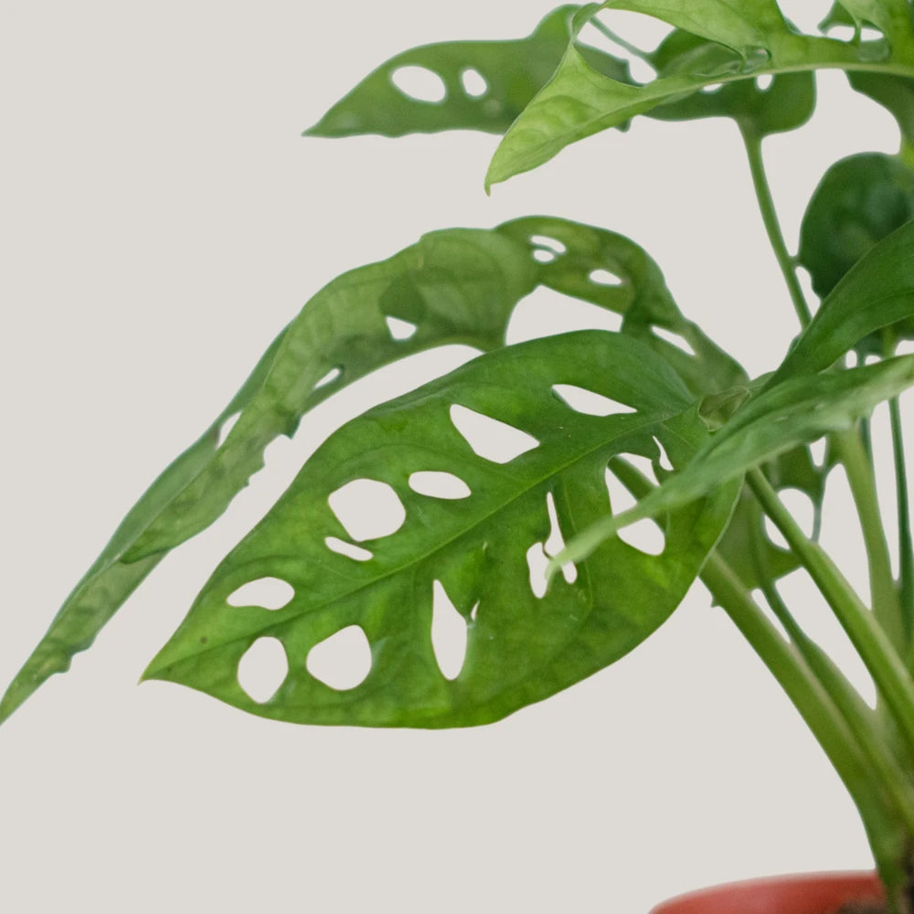 Monstera adansonii / Swiss Cheese Plant (Clump)