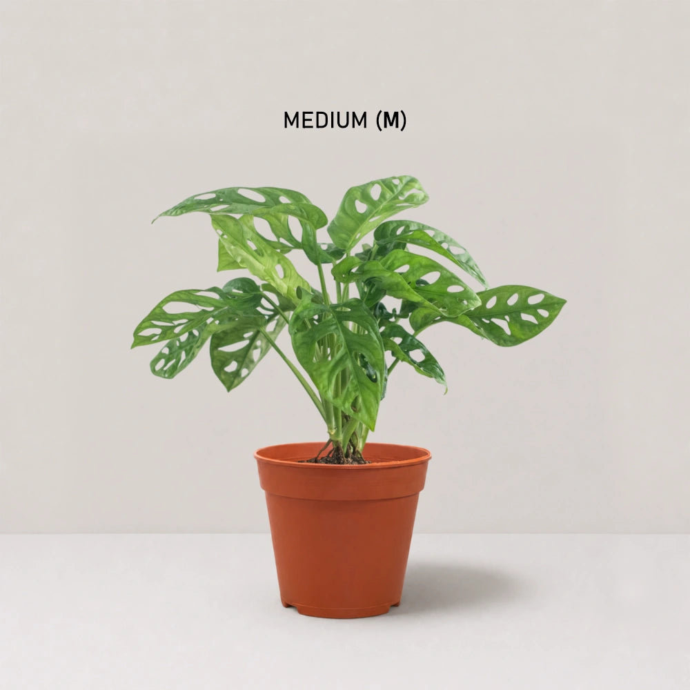 Monstera adansonii / Swiss Cheese Plant (Clump)