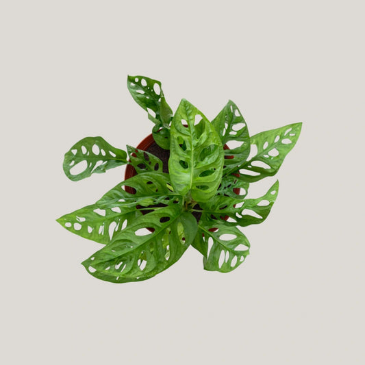 Monstera adansonii / Swiss Cheese Plant (Clump)