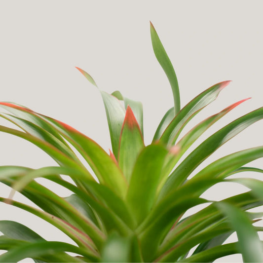 Guzmania Phoenix