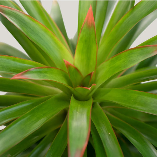 Guzmania Phoenix