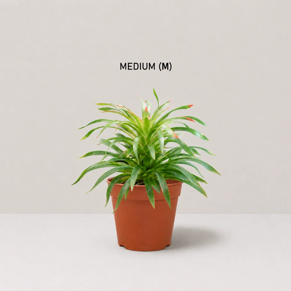 Guzmania Phoenix