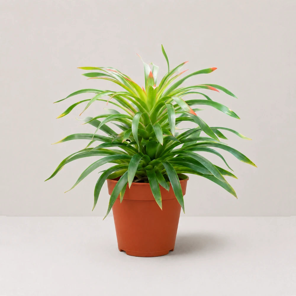 Guzmania Phoenix