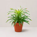 Guzmania Phoenix