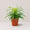 Guzmania Phoenix