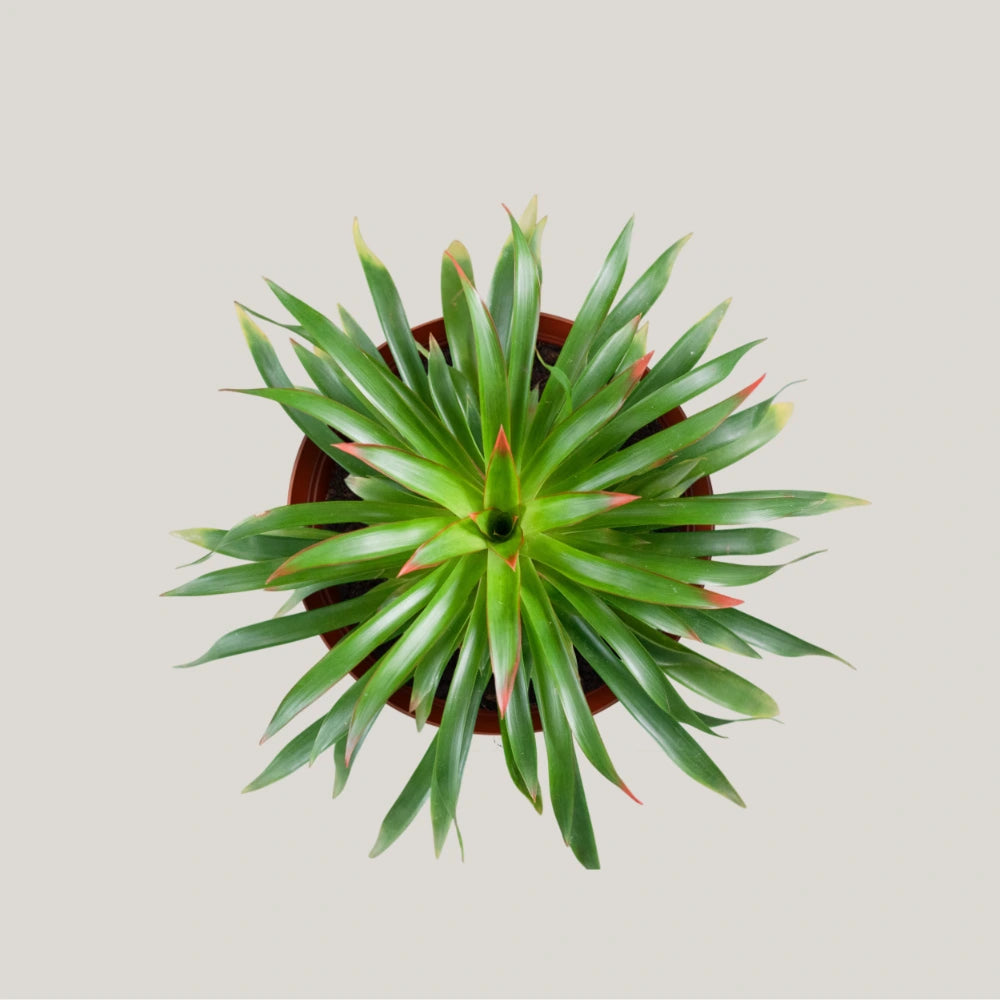 Guzmania Phoenix