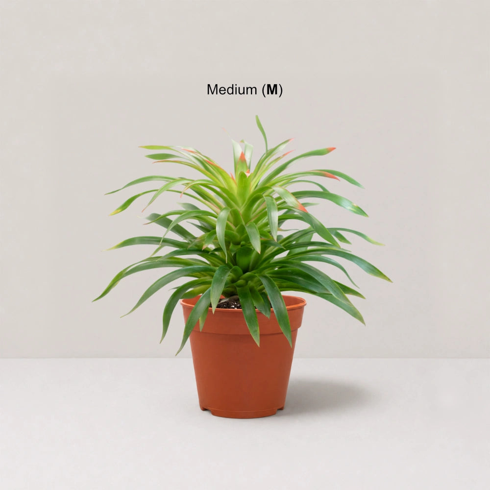 Guzmania Phoenix