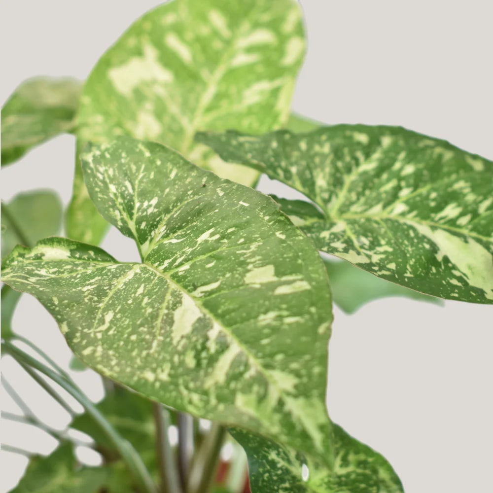 Syngonium Panda Galaxy (Fully Variegated)