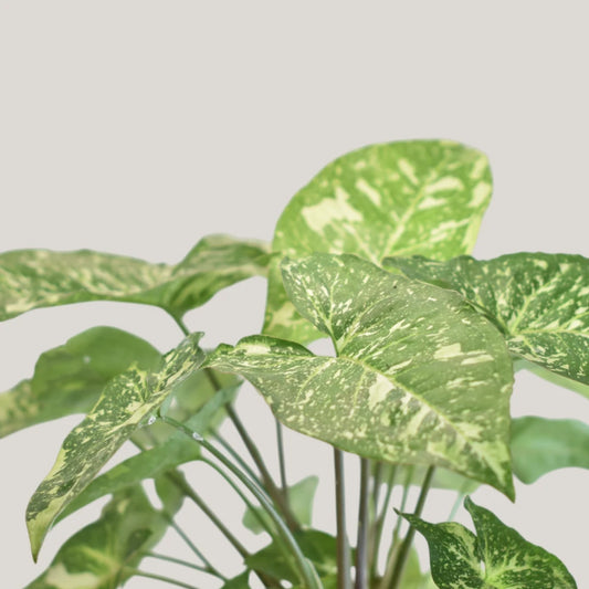 Syngonium Panda Galaxy (Fully Variegated)