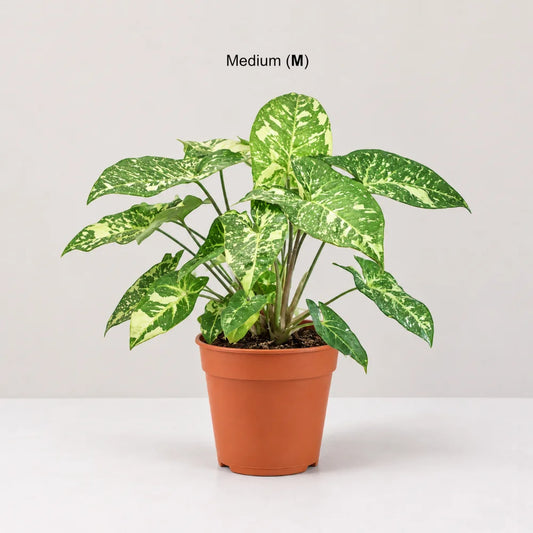 Syngonium Panda Galaxy (Fully Variegated)