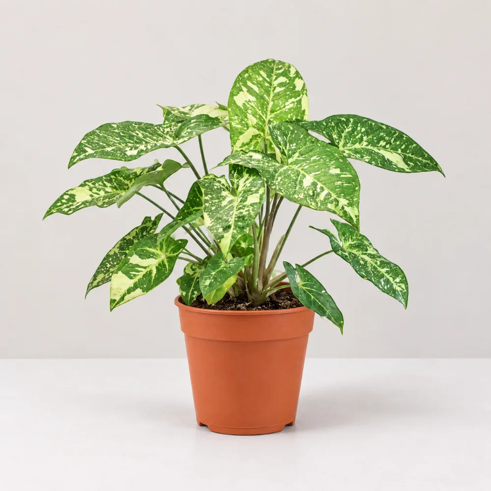 Syngonium Panda Galaxy (Fully Variegated)