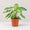 Syngonium Panda Galaxy (Fully Variegated)