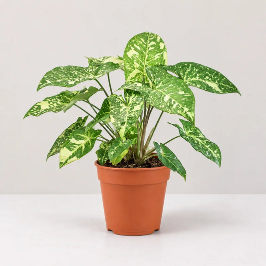Syngonium Panda Galaxy (Fully Variegated)