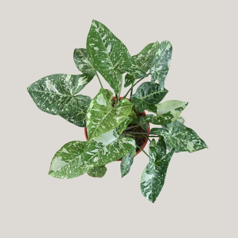 Syngonium Panda Galaxy (Fully Variegated)