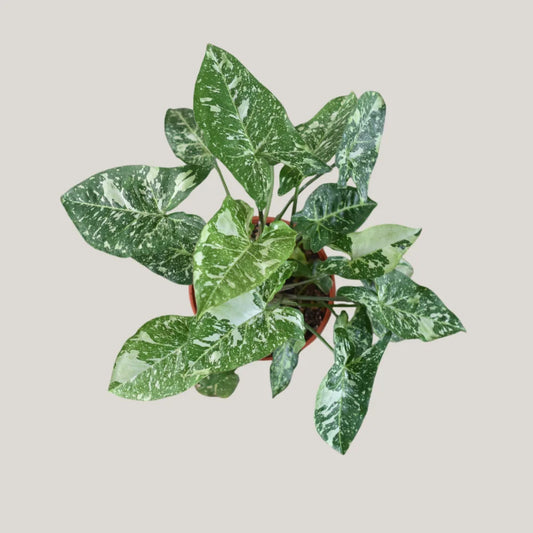 Syngonium Panda Galaxy (Fully Variegated)