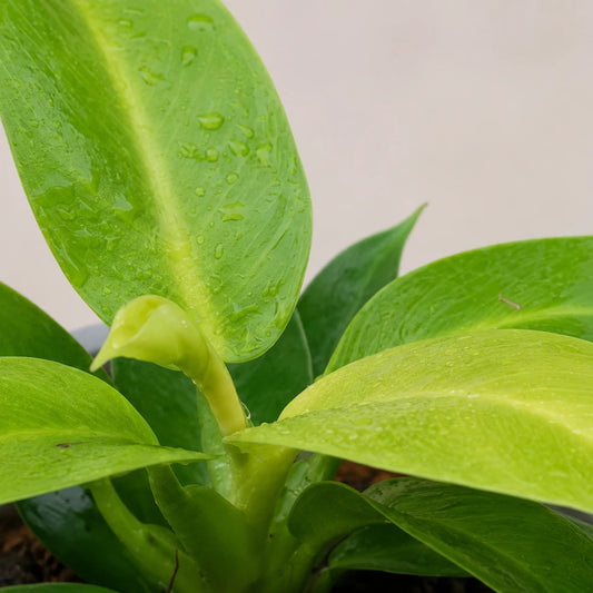 Philodendron Moonlight