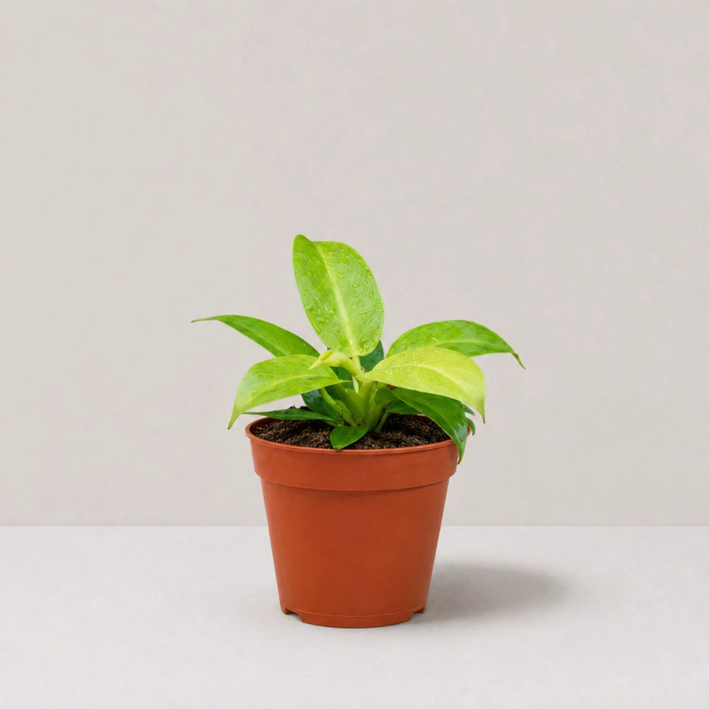 Philodendron Moonlight