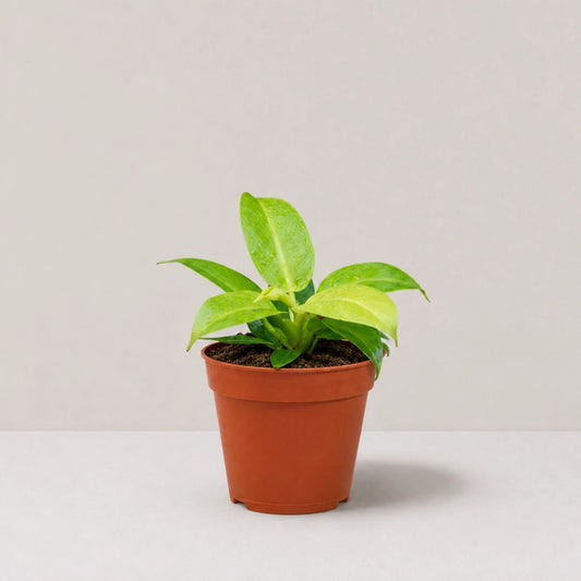 Philodendron Moonlight