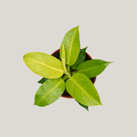Philodendron Moonlight