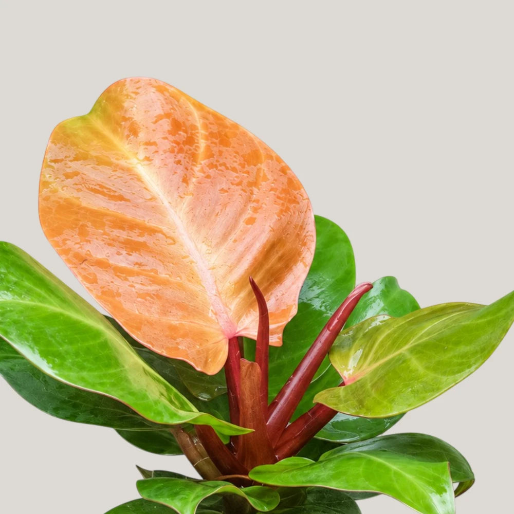 Philodendron Prince of Orange