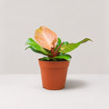 Philodendron Prince of Orange