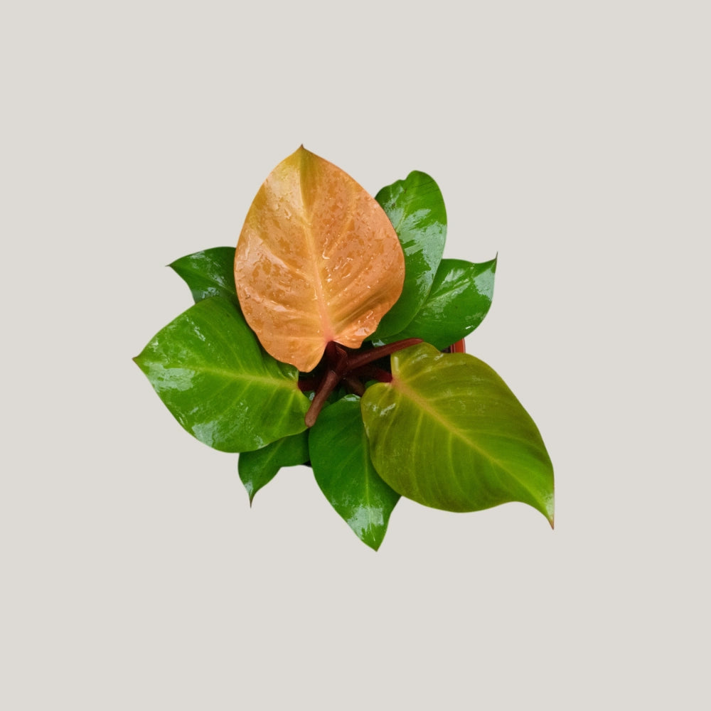 Philodendron Prince of Orange