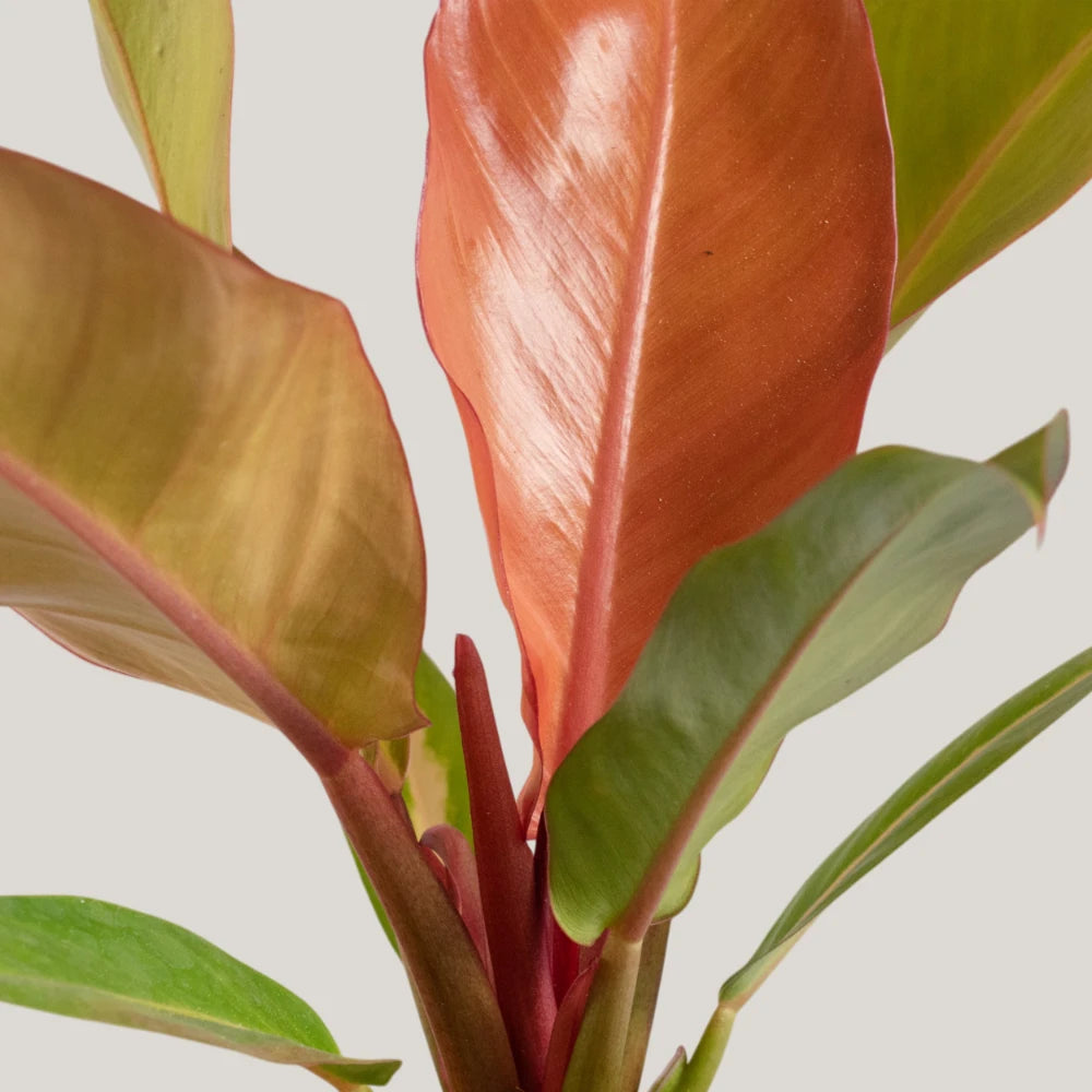 Philodendron Sunrise Red