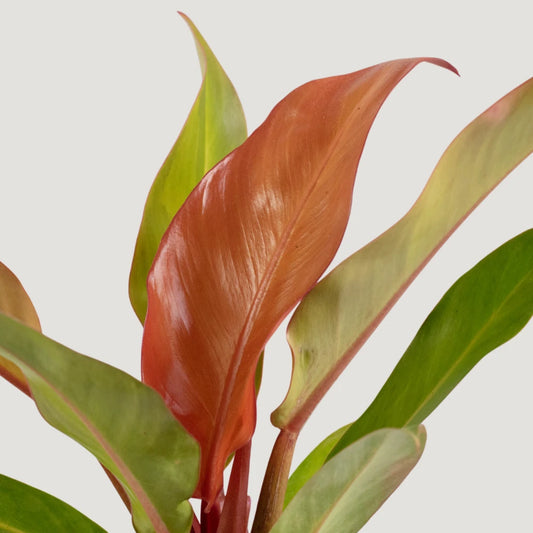 Philodendron Sunrise Red