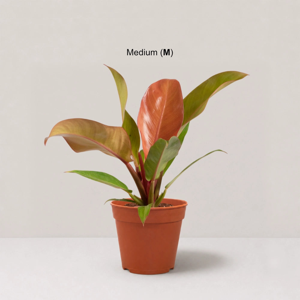 Philodendron Sunrise Red