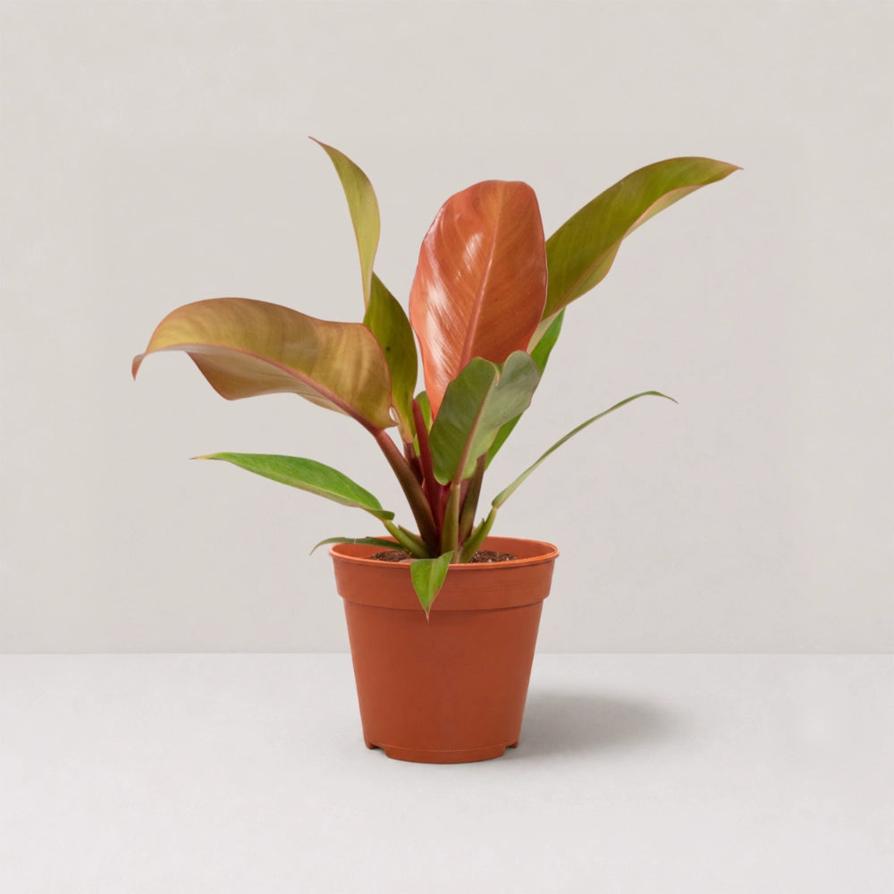 Philodendron Sunrise Red
