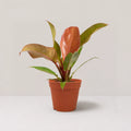 Philodendron Sunrise Red