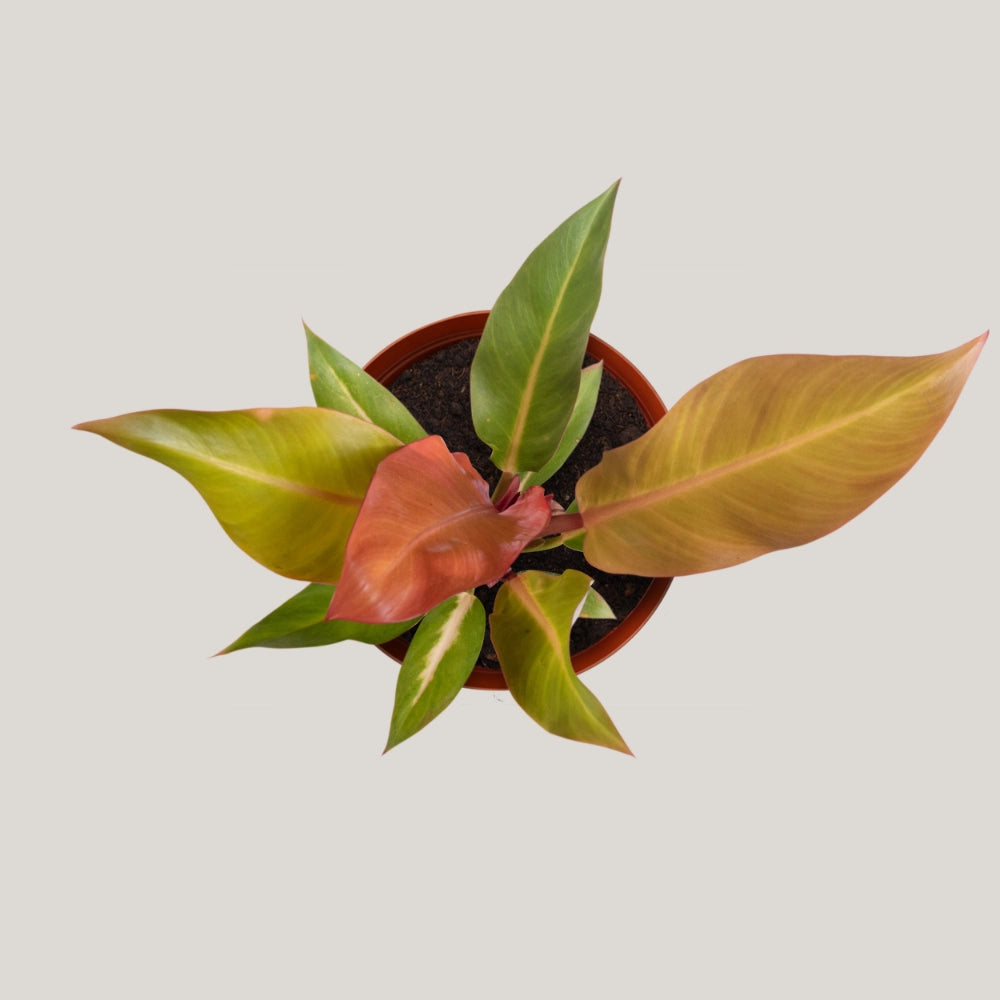 Philodendron Sunrise Red