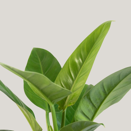 Philodendron Green Congo