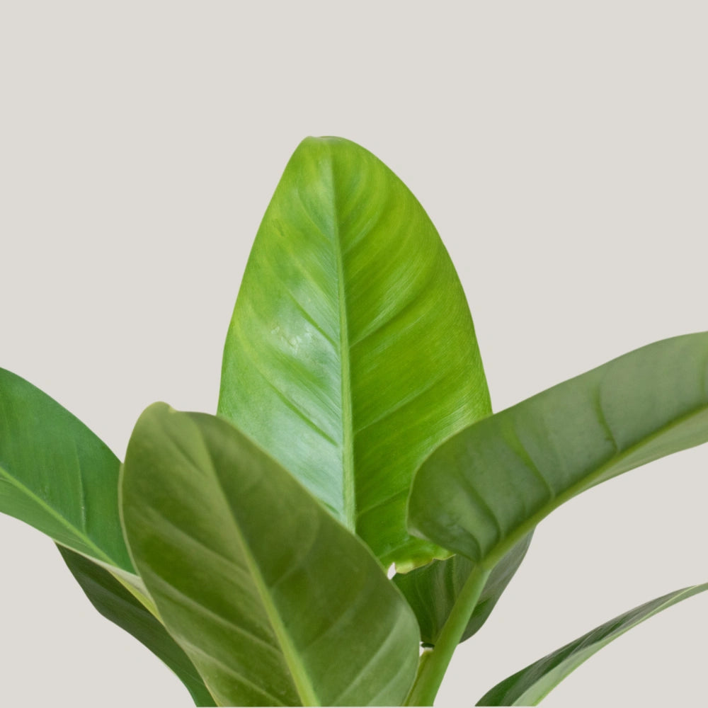 Philodendron Green Congo