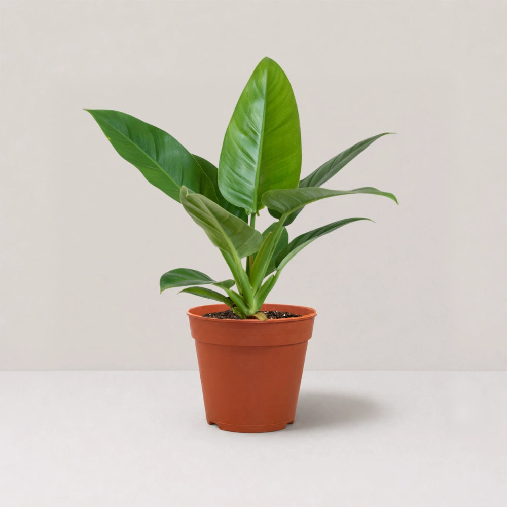 Philodendron Green Congo